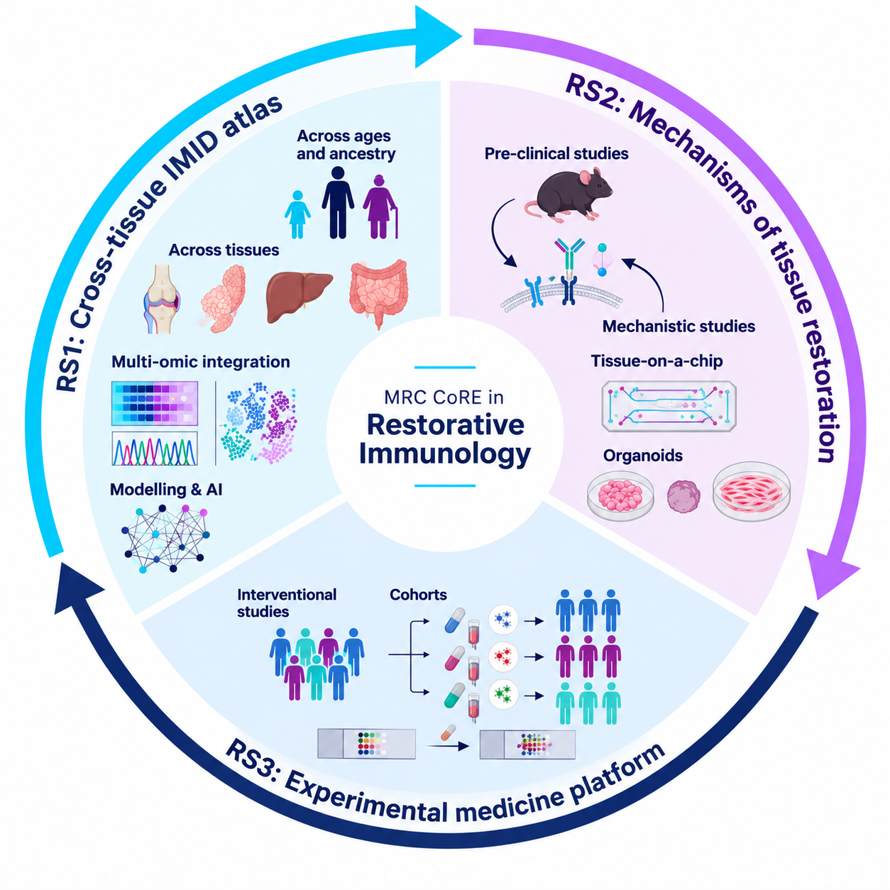 Diagram showing the three connected research streams of the MRC CoRE in Restorative Immunology: cross-tissue IMID atlas, mechanisms of tissue restoration, and experimental medicine platform.